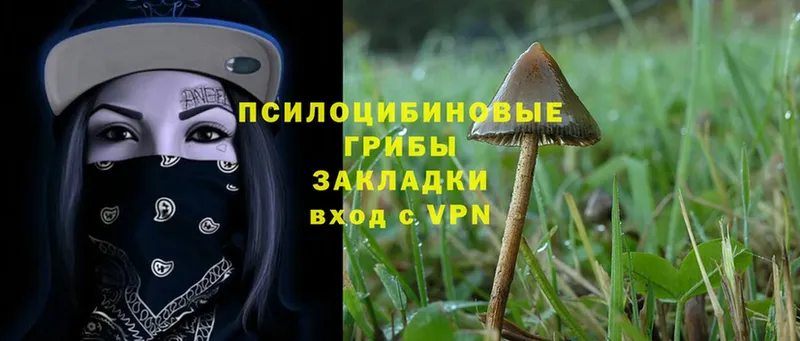 kraken ссылки  Солигалич  Псилоцибиновые грибы Cubensis 